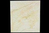 Jurassic Fly (Diptera) - Solnhofen Limestone #108921-1